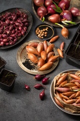 Many different varieties of onions