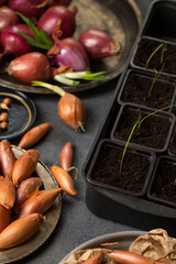 sprouts in pots