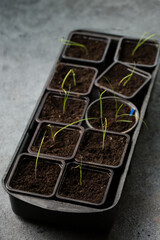 Small onion sprouts in pots