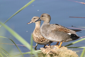 patos