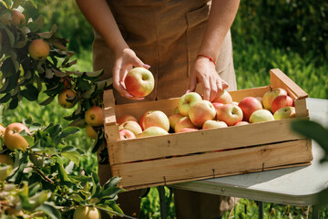 Close up of female farmer worker hands holding picking fresh ripe apples in orchard garden during...