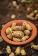 Freshly harvested peanut