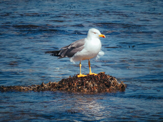 seagull on the beach