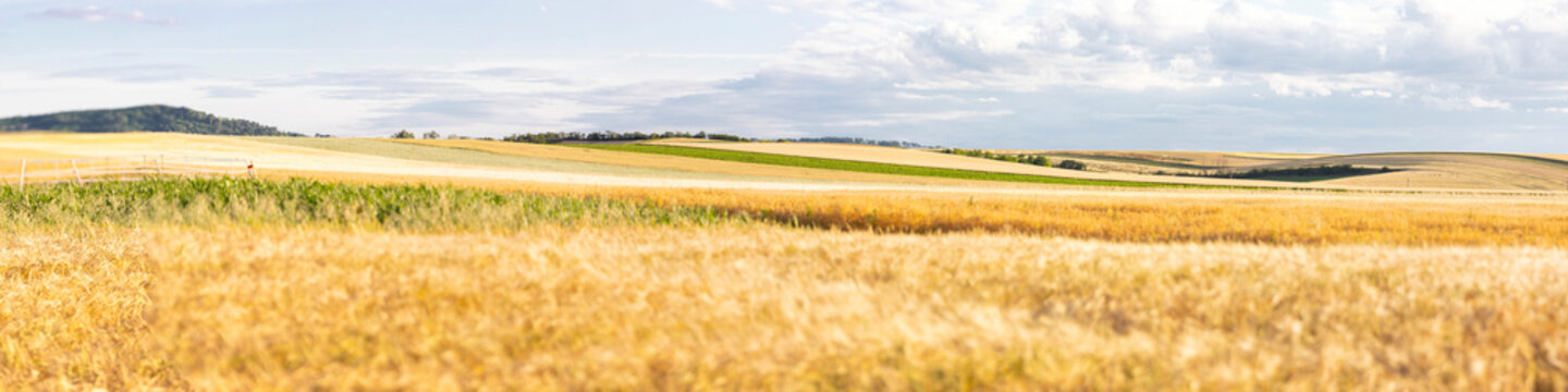 corn crop soil field yard