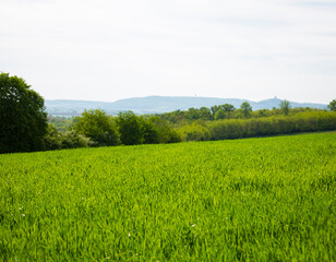 Fototapeta premium green grassland plantation wildflower crop