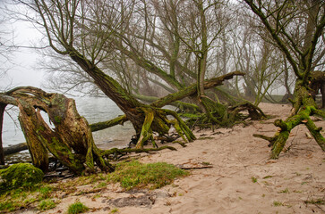 Odd-shaped trees on a sandy beach of the river Nieuwe Merwede in Biesbosch national park near Dordrecht, The Netherlands