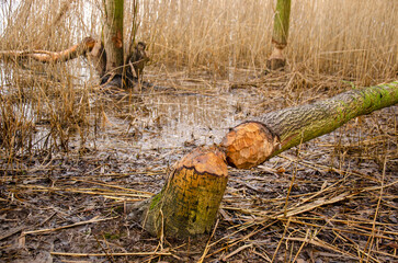 Tree cut by the activities of a beaver in Biesbosch national park near Dordrecht, The Netherlands © Frans