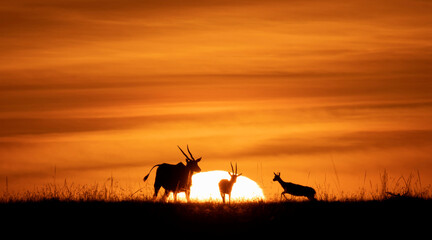 Antelope Sunset - obrazy, fototapety, plakaty