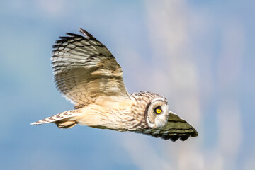 owl flying