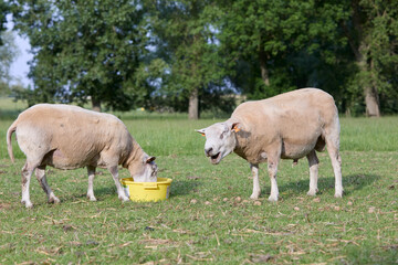 Obraz premium Two Flemish sheep in meadow eating 
