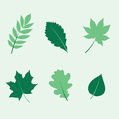 set of isolated green leaves, natural product, foliage, separeted herb elements