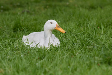 White Indian runner duck lays in grass