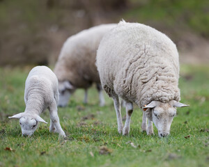 White Flemish sheep ewe with new lamb grazing