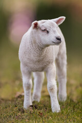 Naklejka na ściany i meble Close up of white lamb against blurred background