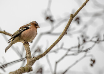 Common Chaffinch (Fringilla coelebs) spotted outdoors in Dublin, Ireland