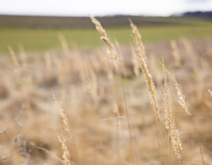 Fototapeta premium soil steppe wind field harvest