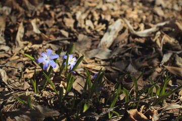 new flowers among dead leaves