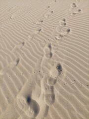 Bird and human footprint in the sand. The texture of sand with footprints on the beach. Bird searching. Human in nature.
