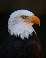 Retrato Aguila calva,  Haliaeetus leucocephalus