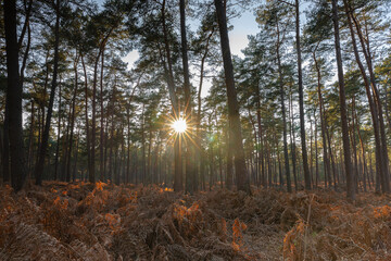 Grand soleil en Forêt d'Ermenonville en France