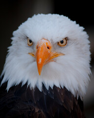 Retrato Aguila calva,  Haliaeetus leucocephalus