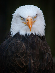 Retrato Águila calva, Haliaeetus leucocephalus