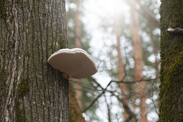 Polypore mushroom grows on the bark of a tree in the forest