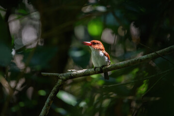 Chocolate-backed Kingfisher, Republic of Congo