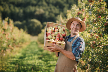 Happy smiling male farmer worker crop picking fresh ripe apples in orchard garden during autumn harvest. Harvesting time