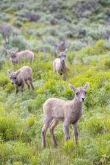 Bighorn Lambs Yellowstone