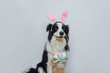 Happy Easter concept. Preparation for holiday. Cute puppy dog border collie wearing bunny ears holding basket with Easter colorful eggs in mouth isolated on white background. Spring greeting card.