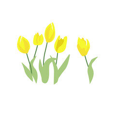 Vector illustration of yellow tulips on white background. Spring flowers. Vector illustration. Floral spring design. Greeting card template. Tulips isolated over white. March - April flowers.