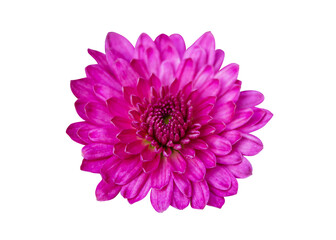 Closeup Pink Chrysanthemum Flower isolated on a transparent background with clipping path. For design element.