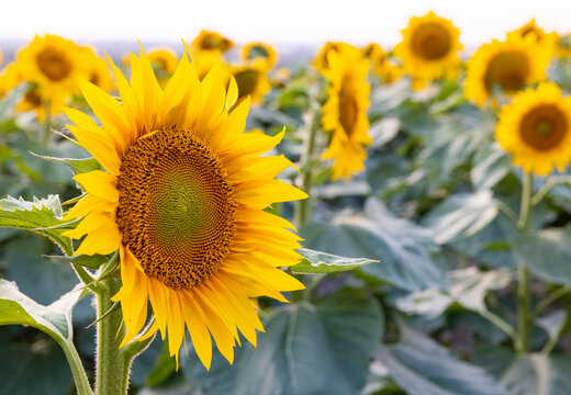 close up sunflower field multiple flowers in picture