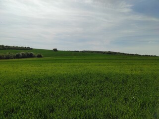 green field and sky