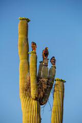 Harris Hawk Family in a Saguaro