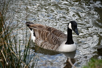portrait of a goose