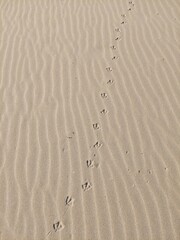 Fototapeta na wymiar Bird footprint in the sand. The texture of sand with footprints of birds on the beach. Bird searching.