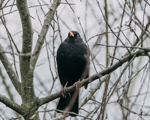 Common blackbird - Turdus merula - on the branch of a tree in Germany.