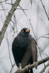 Common blackbird - Turdus merula - on the branch of a tree in Germany.