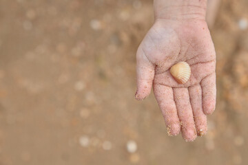 a shell on the palm of a child on the background of the beach.