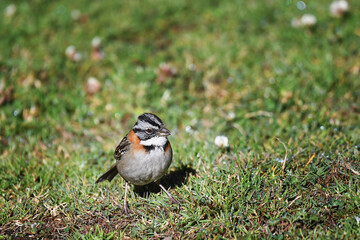 Rufous-collared Sparrow standing up in the grass