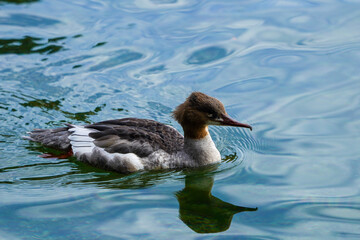 duck in the blue water looking for food