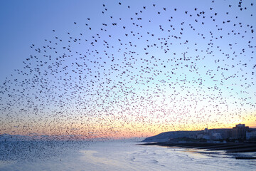 A murmuration of starlings flying over Eastbourne pier at twilight. Clear skies with a magenta hue.