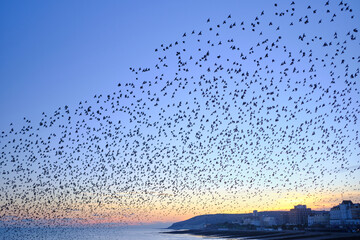 A murmuration of starlings flying over Eastbourne pier at twilight. Clear skies with a magenta hue.