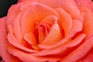 rose flower red blurred background bokeh