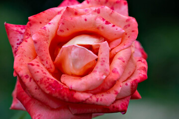 rose flower red blurred background bokeh