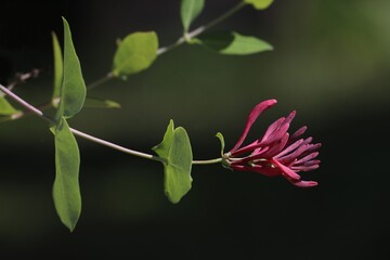 Lonicera