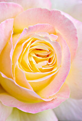 rose flowers blooming bokeh effect pastel color