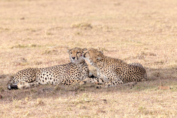 Cheetahs Grooming